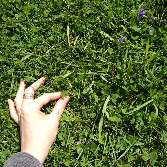 🍀 Wild Four Leaf Clover REAL Just for You Found 4 /22/23 USA yard Lucky Clovers - Picture 4 of 15